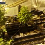 krzaki marihuany w Jeleniej Górze