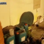 krzaki marihuany w Jeleniej Górze