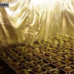 krzaki marihuany w Jeleniej Górze