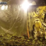 krzaki marihuany w Jeleniej Górze