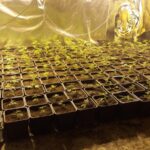 krzaki marihuany w Jeleniej Górze