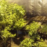 krzaki marihuany w Jeleniej Górze