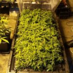 krzaki marihuany w Jeleniej Górze