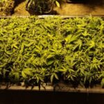 krzaki marihuany w Jeleniej Górze