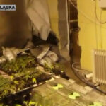 krzaki marihuany w Jeleniej Górze