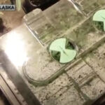 krzaki marihuany w Jeleniej Górze