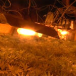 Największa plantacja marihuany w Polsce