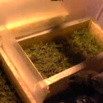 Największa plantacja marihuany w Polsce