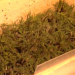 Największa plantacja marihuany w Polsce