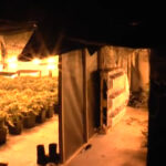 Największa plantacja marihuany w Polsce