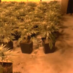 Największa plantacja marihuany w Polsce