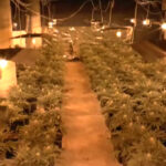Największa plantacja marihuany w Polsce