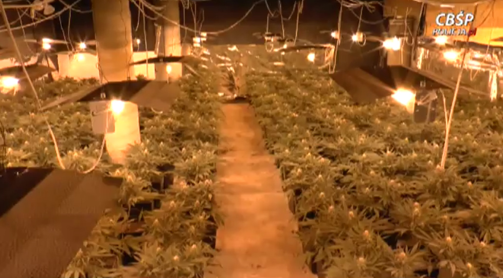 Największa plantacja marihuany w Polsce