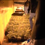 Największa plantacja marihuany w Polsce