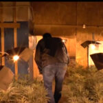 Największa plantacja marihuany w Polsce