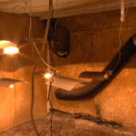 Największa plantacja marihuany w Polsce