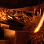 Największa plantacja marihuany w Polsce