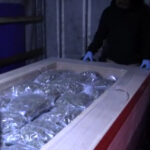 Pseudokibice z Krakowa przemycali marihuanę