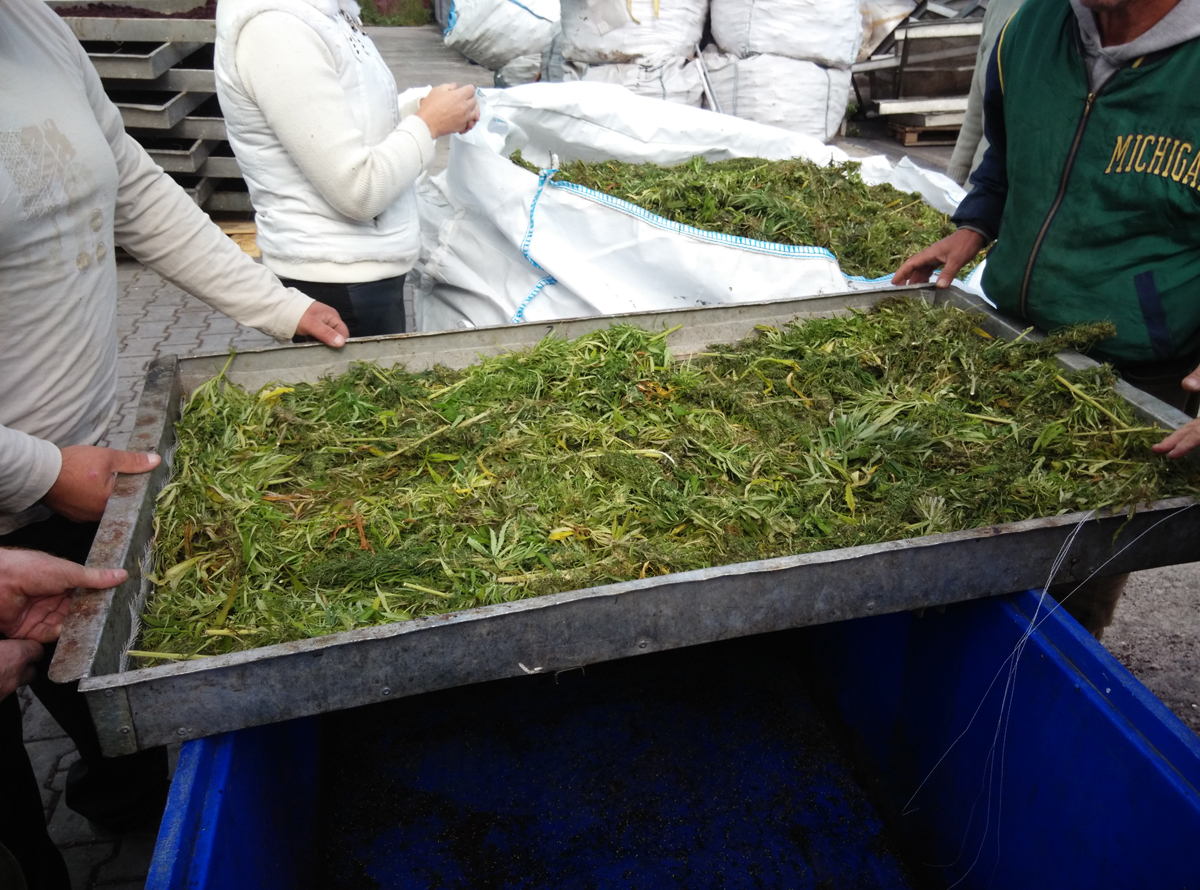 uprawa konopi przemysłowych