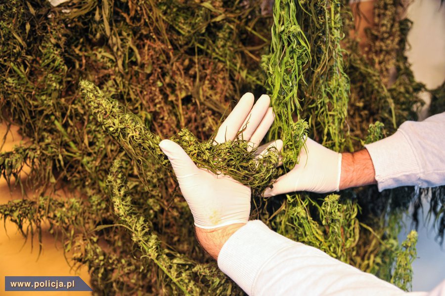 Co się dzieje z marihuaną po jej skonfiskowaniu
