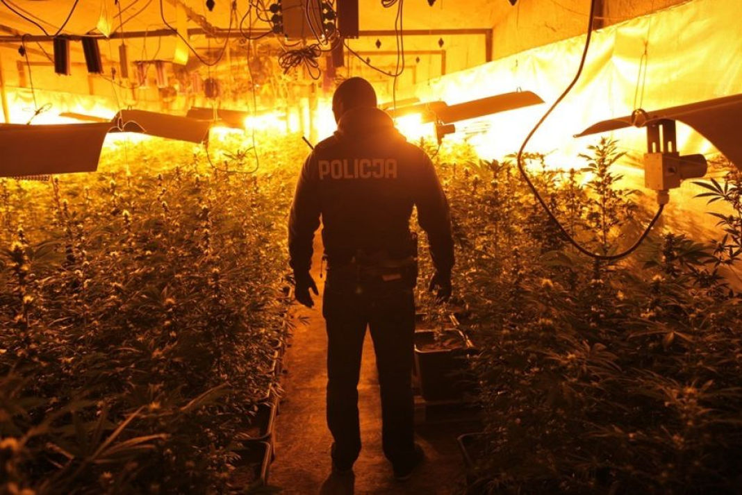 Co się dzieje z marihuaną po jej skonfiskowaniu