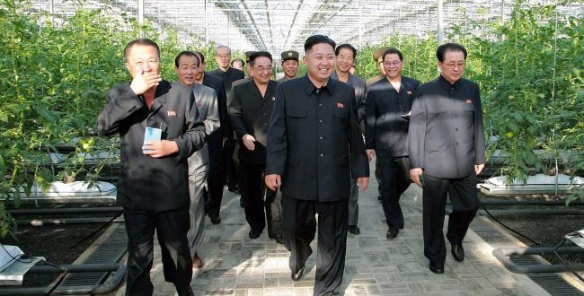 Marihuana w Korei Północnej