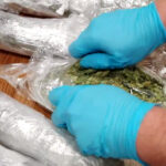 Marihuanę z Holandii przywiózł do Kielc w volkswagenie