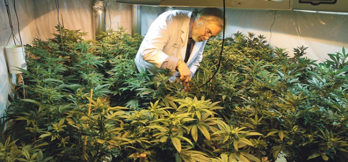 Medyczna marihuana w Polsce