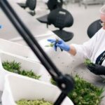 Medyczna marihuana w Polsce