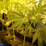 Dwupoziomowa plantacja marihuany pod Cieszynem