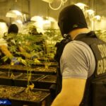 Dwupoziomowa plantacja marihuany pod Cieszynem