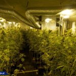 Dwupoziomowa plantacja marihuany pod Cieszynem