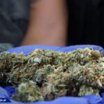 Dwupoziomowa plantacja marihuany pod Cieszynem