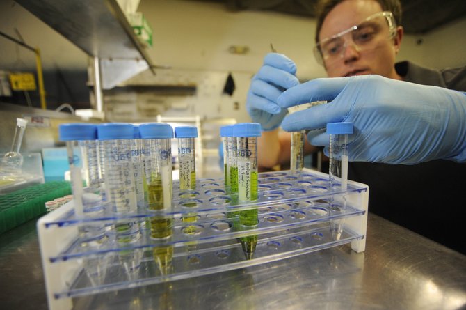 Medyczna marihuana w Polsce