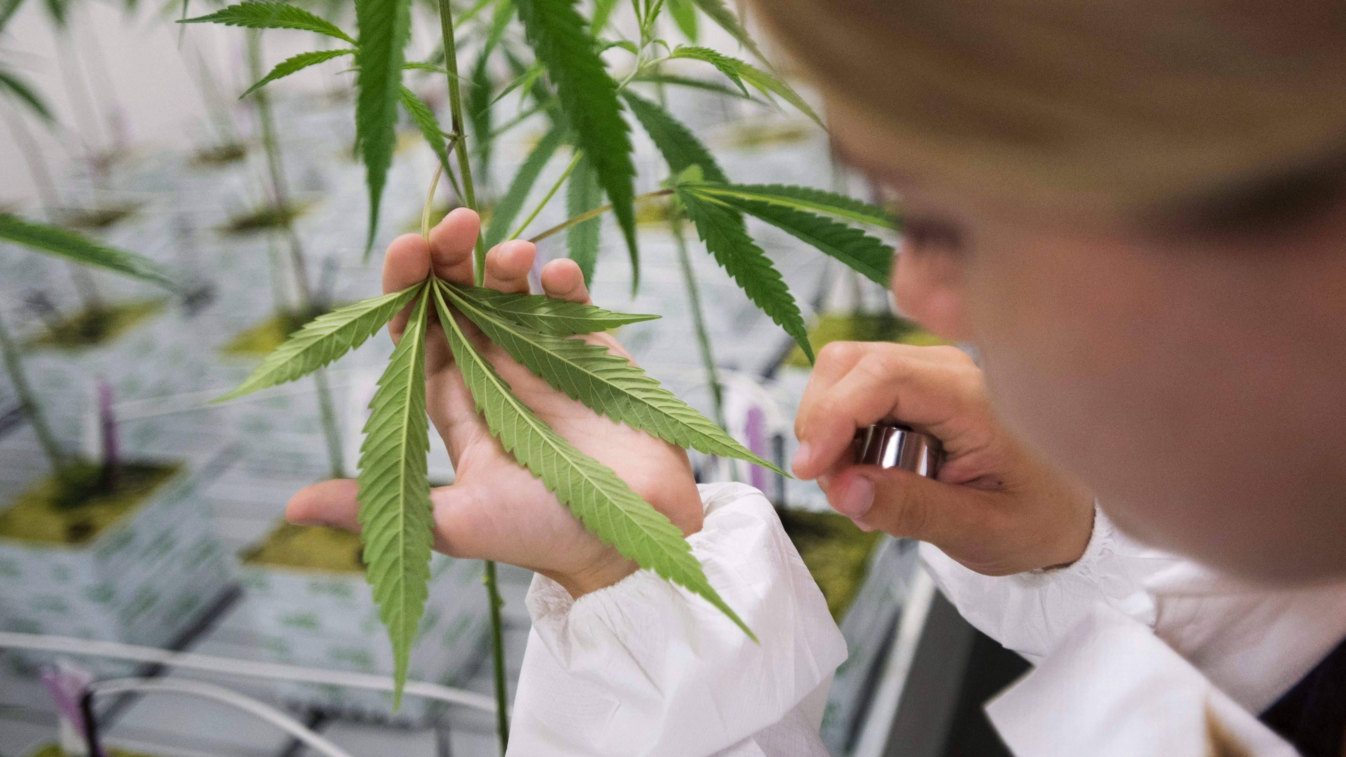 Konstanty Radziwiłł o medycznej marihuanie