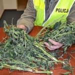 Spuścił krzaki konopi w toalecie