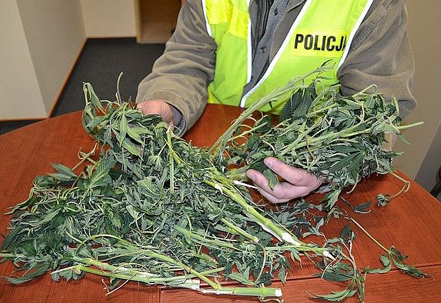 Spuścił krzaki konopi w toalecie