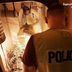 Uprawa marihuany w szambie w Mikołowie