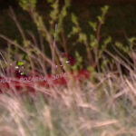 Utonął w kajdankach. Policjantka zwolniona dyscyplinarnie