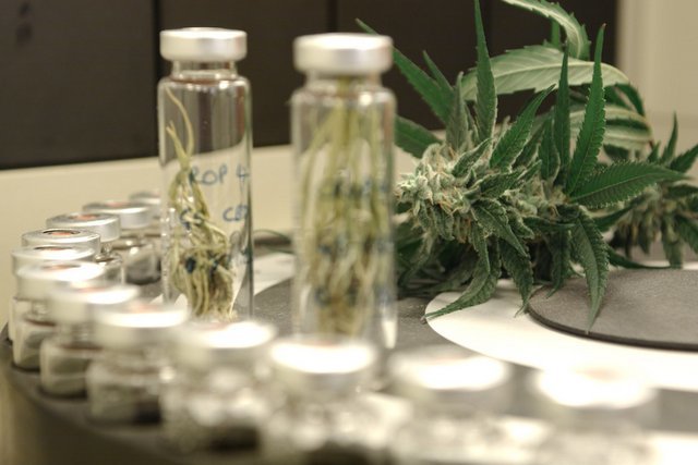 Leki na bazie konopi w aptekach od listopada. Jak dostać receptę?