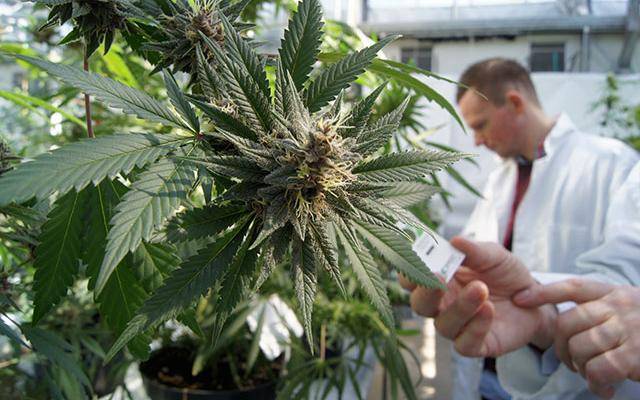 Marihuana lekarstwem na raka