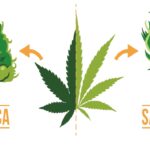 Sativa Vs Indica - poznaj różnice