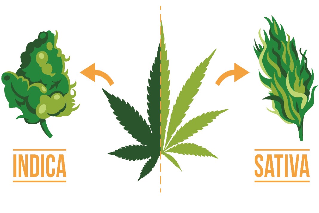 Sativa Vs Indica - poznaj różnice