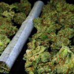 Syn posłanki PO zatrzymany z marihuaną