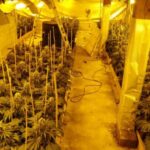 Plantatorzy marihuany spod Opola wpadli