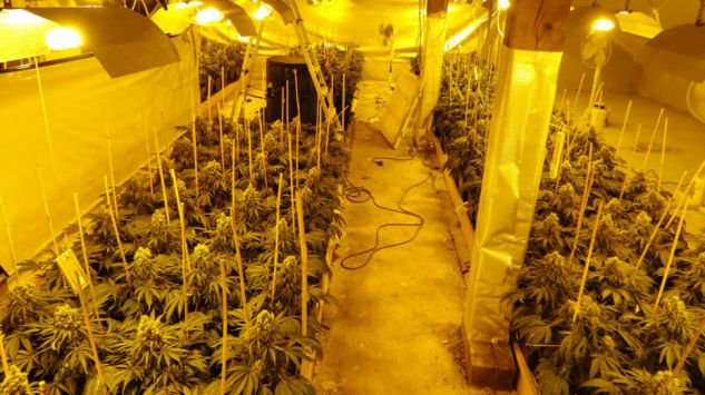 Plantatorzy marihuany spod Opola wpadli