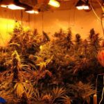 cbśp hiszpańska policja marihuana 10kg