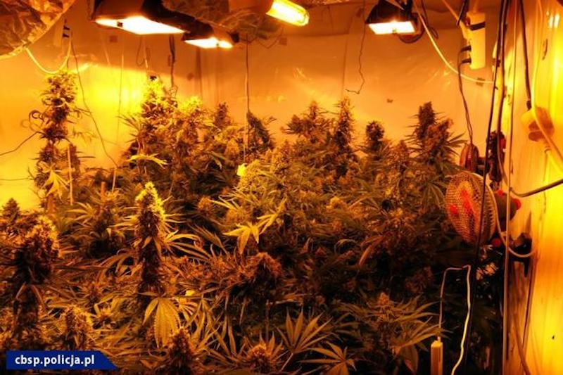 cbśp hiszpańska policja marihuana 10kg