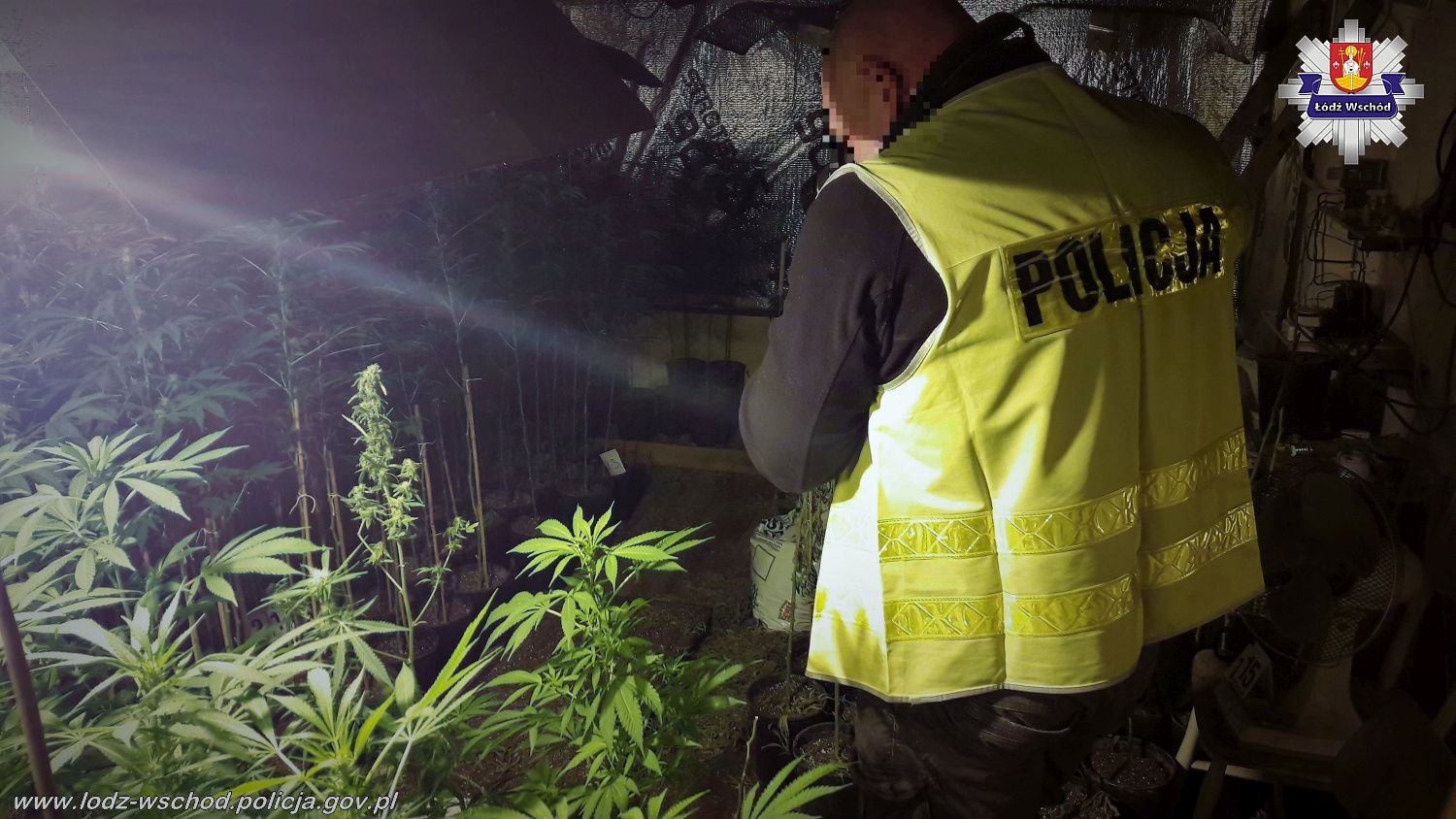 dziadek gandzia łódzka policja plantacja marihuany