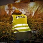 dziadek gandzia łódzka policja plantacja marihuany